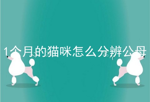 1个月的猫咪怎么分辨公母