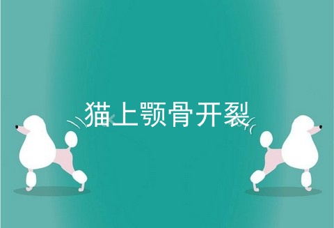 猫上颚骨开裂