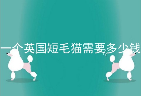一个英国短毛猫需要多少钱