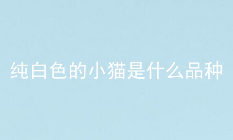纯白色的小猫是什么品种