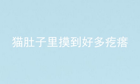 猫肚子里摸到好多疙瘩