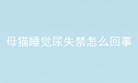 母猫睡觉尿失禁怎么回事