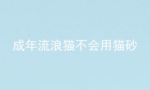 成年流浪猫不会用猫砂