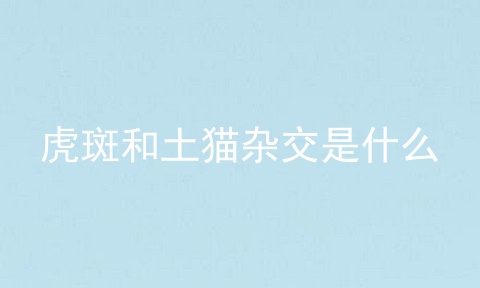 虎斑和土猫杂交是什么