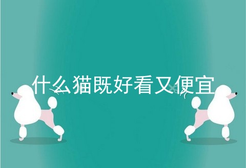 什么猫既好看又便宜