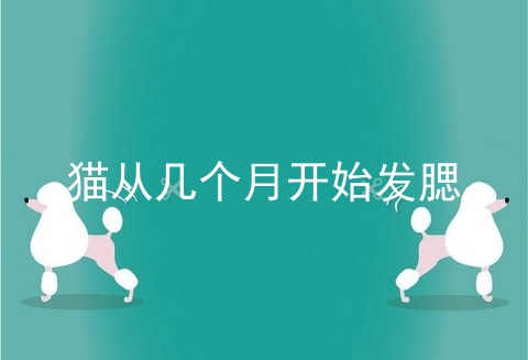 猫从几个月开始发腮