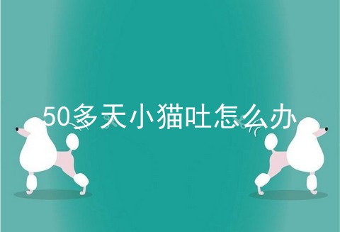 50多天小猫吐怎么办