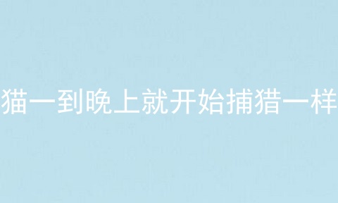 猫一到晚上就开始捕猎一样