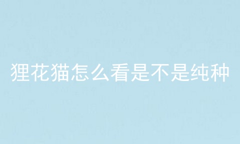 狸花猫怎么看是不是纯种