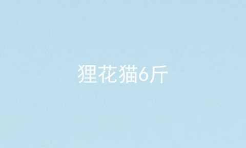 狸花猫6斤