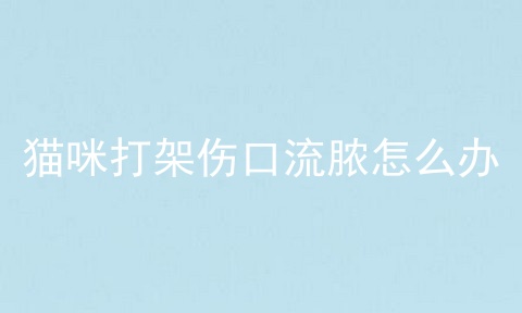 猫咪打架伤口流脓怎么办