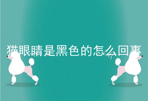 猫眼睛是黑色的怎么回事