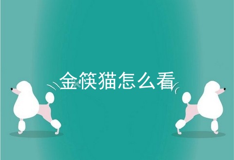 金筷猫怎么看