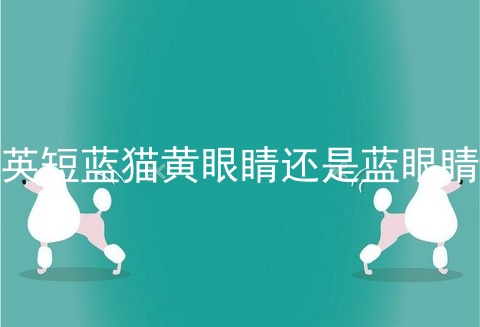 <a href=/cat/13.html target=_blank class=infotextkey>英短</a>蓝猫黄眼睛还是蓝眼睛