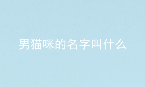 男猫咪的名字叫什么