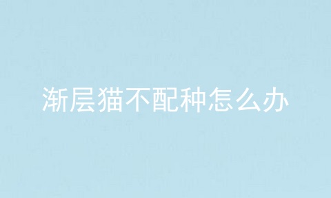 渐层猫不配种怎么办
