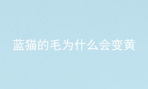 蓝猫的毛为什么会变黄