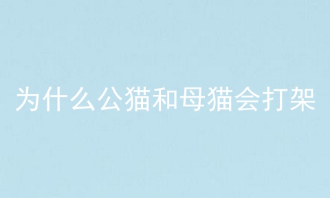 为什么公猫和母猫会打架