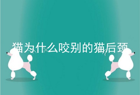 猫为什么咬别的猫后颈