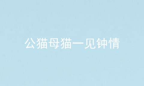 公猫母猫一见钟情