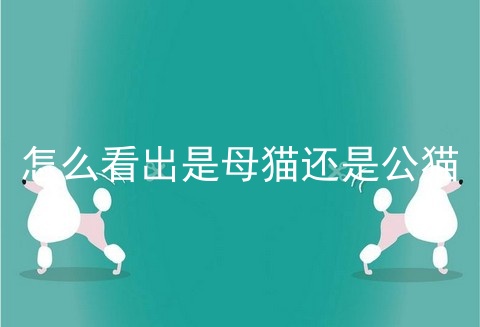 怎么看出是母猫还是公猫