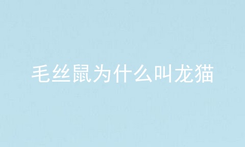 毛丝鼠为什么叫龙猫