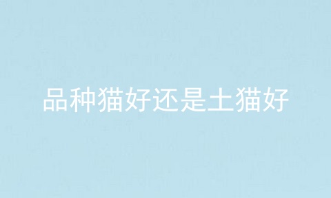 品种猫好还是土猫好