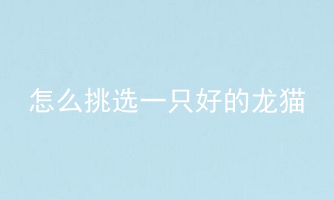 怎么挑选一只好的龙猫