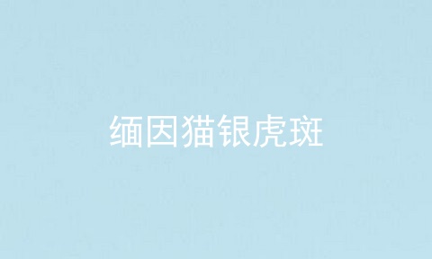 缅因猫银虎斑