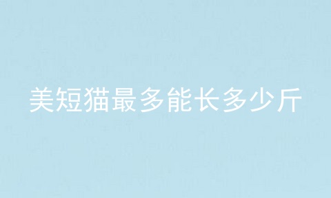 美短猫最多能长多少斤