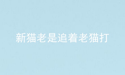 新猫老是追着老猫打