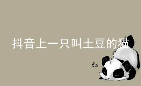 抖音上一只叫土豆的猫