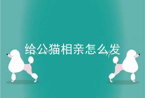 给公猫相亲怎么发