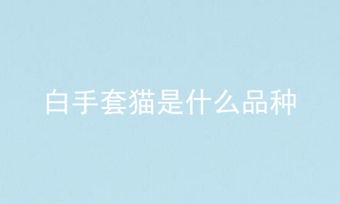 白手套猫是什么品种