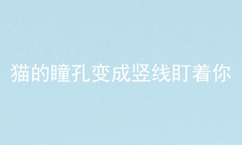 猫的瞳孔变成竖线盯着你