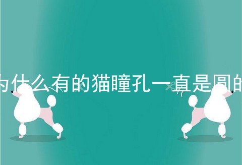 为什么有的猫瞳孔一直是圆的