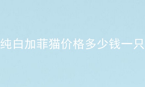 纯白加菲猫价格多少钱一只