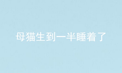 母猫生到一半睡着了