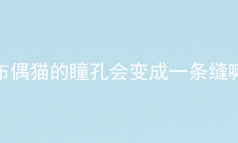 布偶猫的瞳孔会变成一条缝嘛