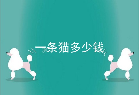 一条猫多少钱