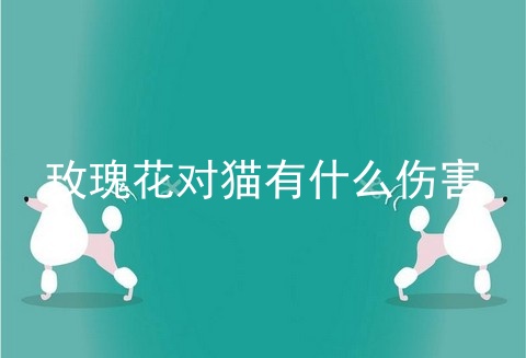 玫瑰花对猫有什么伤害