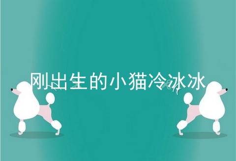 刚出生的小猫冷冰冰
