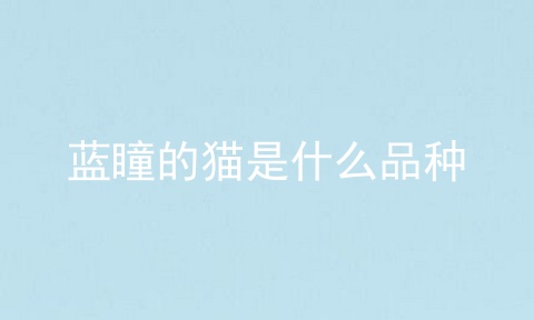 蓝瞳的猫是什么品种