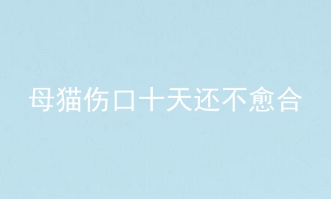 母猫伤口十天还不愈合