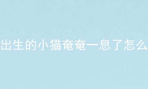 刚出生的小猫奄奄一息了怎么办