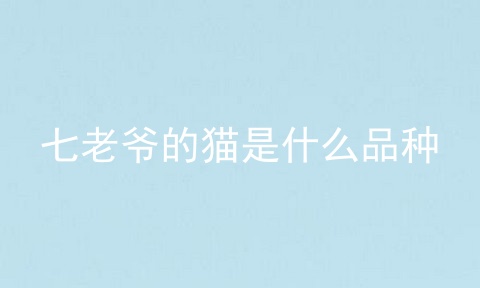 七老爷的猫是什么品种