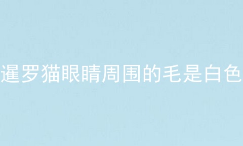 暹罗猫眼睛周围的毛是白色