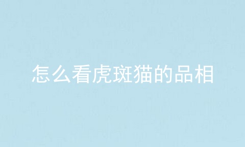 怎么看虎斑猫的品相
