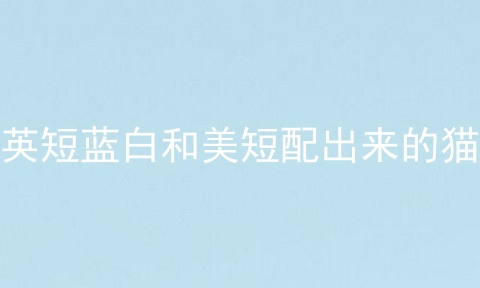 英短蓝白和美短配出来的猫