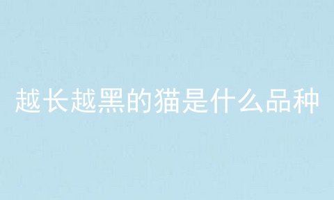 越长越黑的猫是什么品种